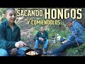 RECOLECTANDO HONGOS CHILENOS CON MI ABUELO SOBRE ARBOLES🍄🌳 (+15 metros)