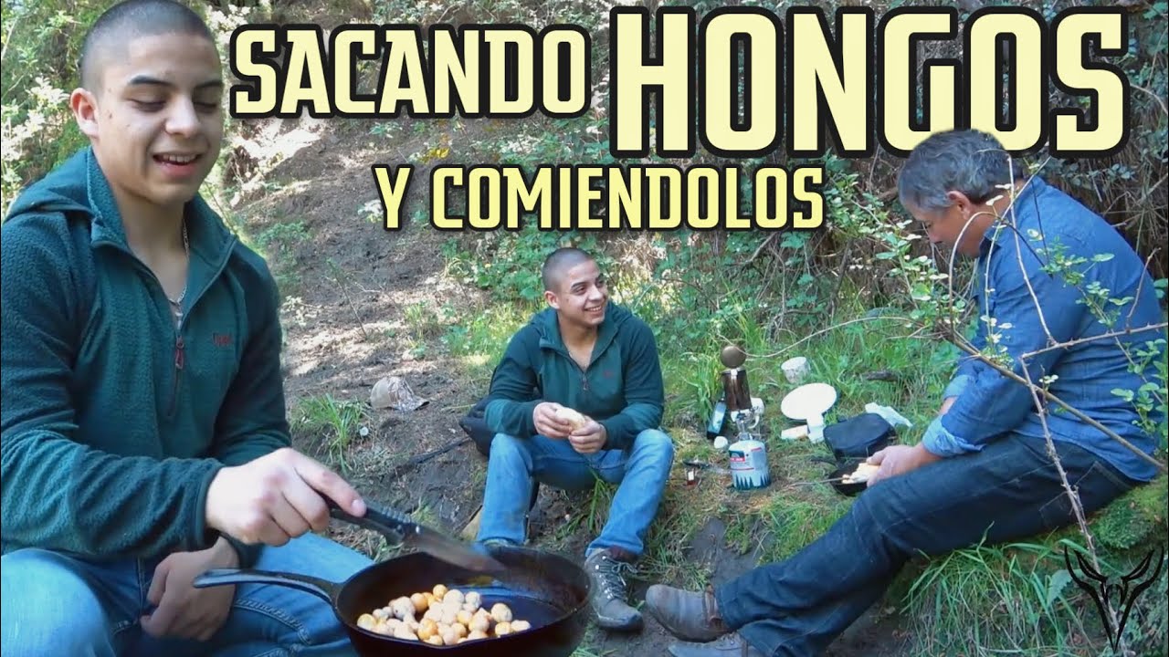 RECOLECTANDO HONGOS CHILENOS CON MI ABUELO SOBRE ARBOLES🍄🌳 (+15 metros)