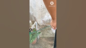 Mẹo tẩy bể cá cảnh bị ố nhanh chóng #Shorts