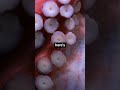 Cool Facts About Octopus Education Forkids Kidsvideo Kidsshortsvideo Kidslearning Funfacts 
