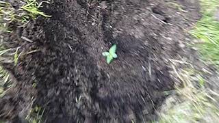 uk guerilla grow 2018 (site the cat )(video 7)