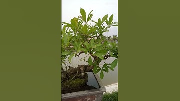 LỘC VỪNG THẢ NƯỚC #locvung