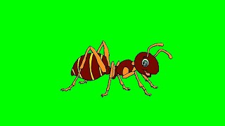 Semut Jalan Greenscreen - Walking Ant Greenscreen | Animal Greenscreen