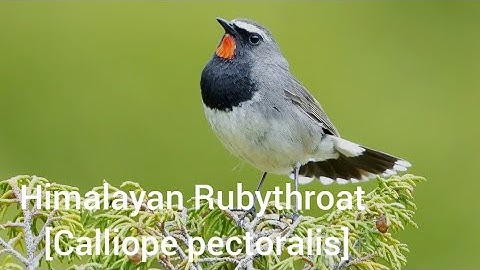 Himalayan Rubythroat [Calliope pectoralis]🐦🦜🕊️🎵❤️