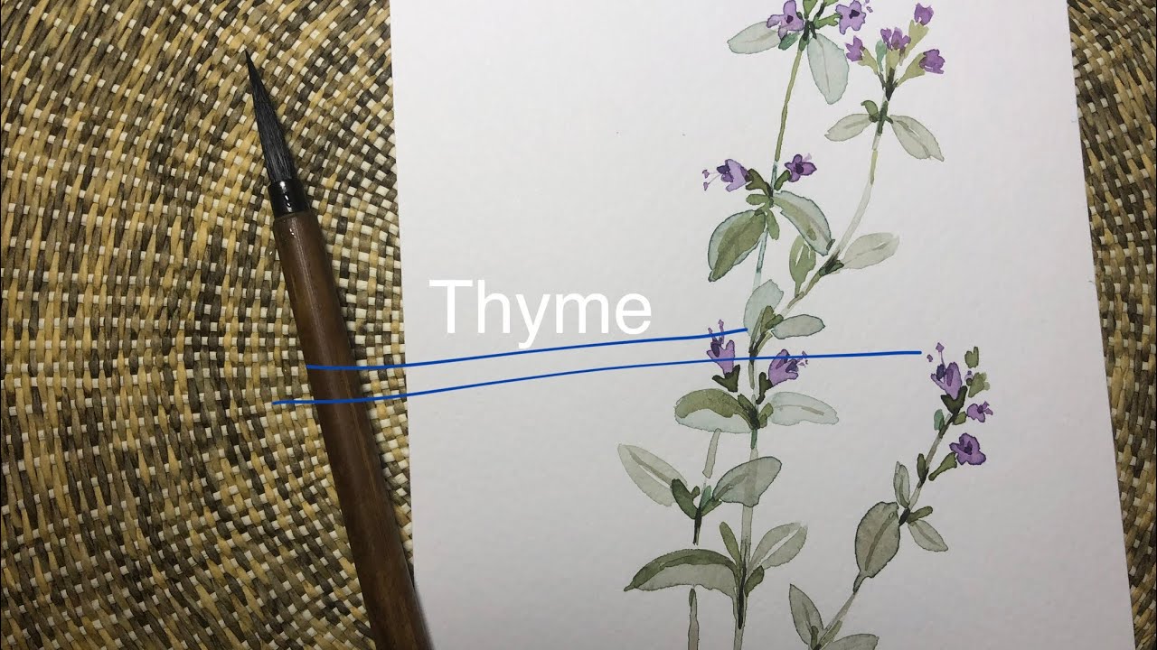 How to paint watercolor herb floral illustration /Thyme[paperdoll789]