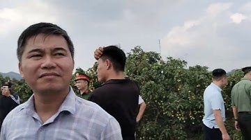 Các nước bạn về thôn muối giáp sơn lục ngạn Bắc Giang thăm vải thiều