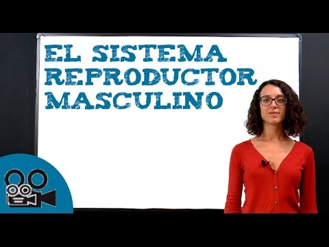 Video: ¿En humanos es la estructura reproductiva masculina no apareada?