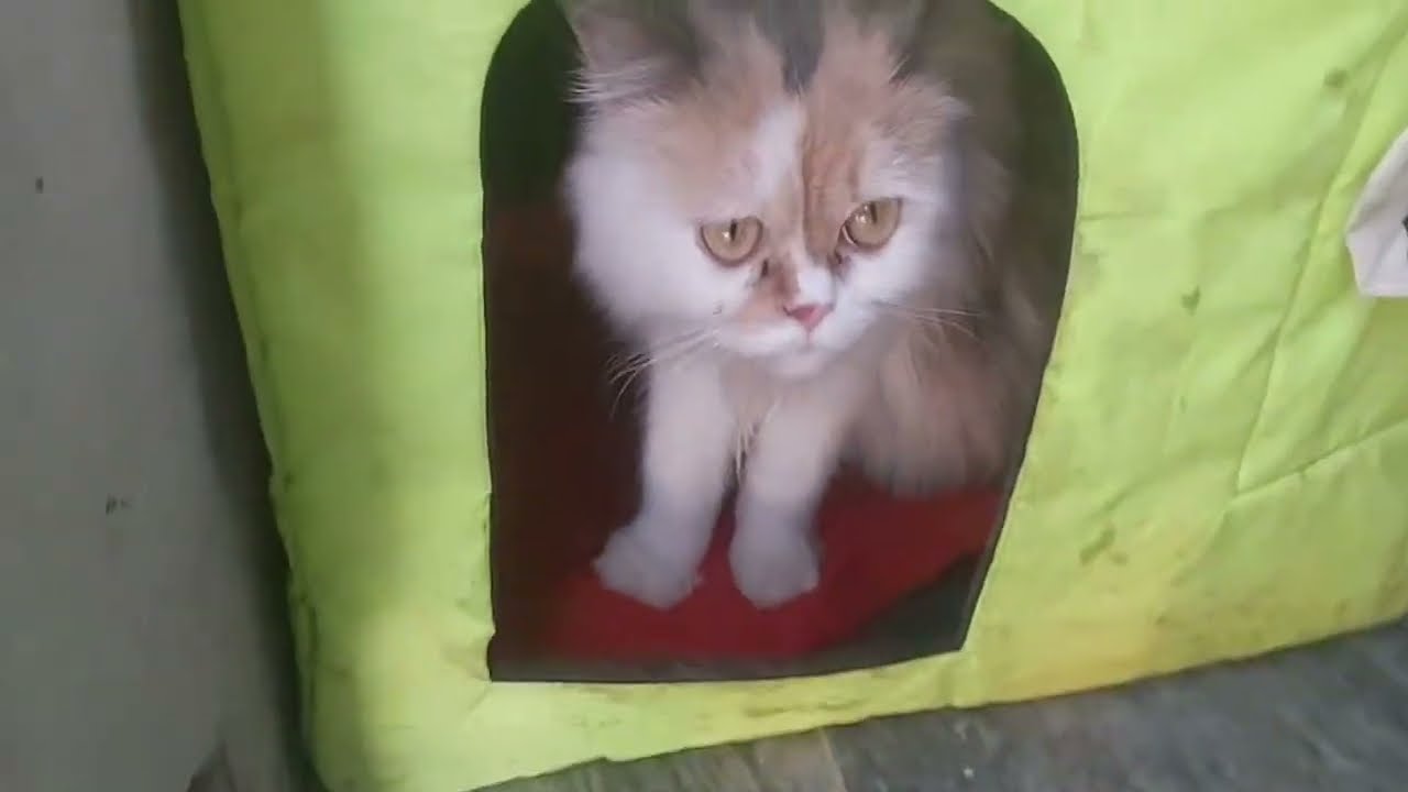 Grumpy Cat Hiding In The Hut While Kittens Are Eating Food