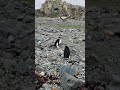 Penguins pooping in Antarctica