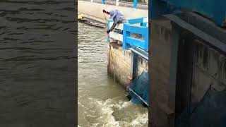 Wow!woman try to catch fish under dam for food #fishing #catchingfish #viral #fish #video #shorts