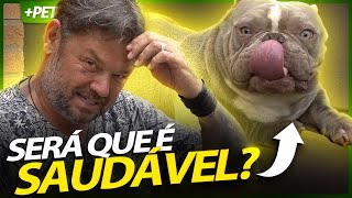 MICRO BULLY, UM CACHORRO INCRÍVEL OU UMA ABERRAÇÃO? | RICHARD RASMUSSEN