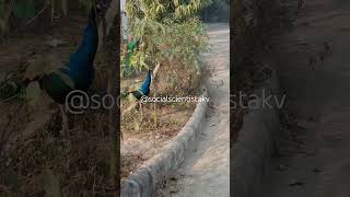 #uttarpradesh #bbau #cuet #motivation #love #peacock #birds #wildlife #lucknow #india #netjrf