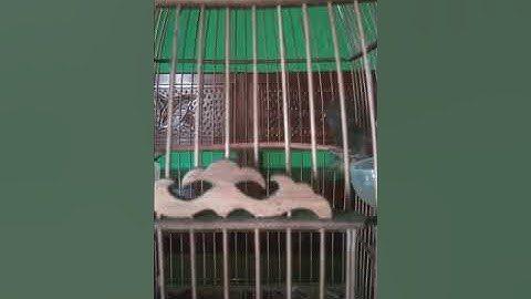 Prenjak full bren ciblek