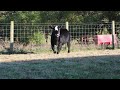 skyline farms heifer