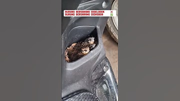 ternak burung murai batu #burung #mangkicauoffecial #burungkicaudialamliar #kicaumania #kicaumania