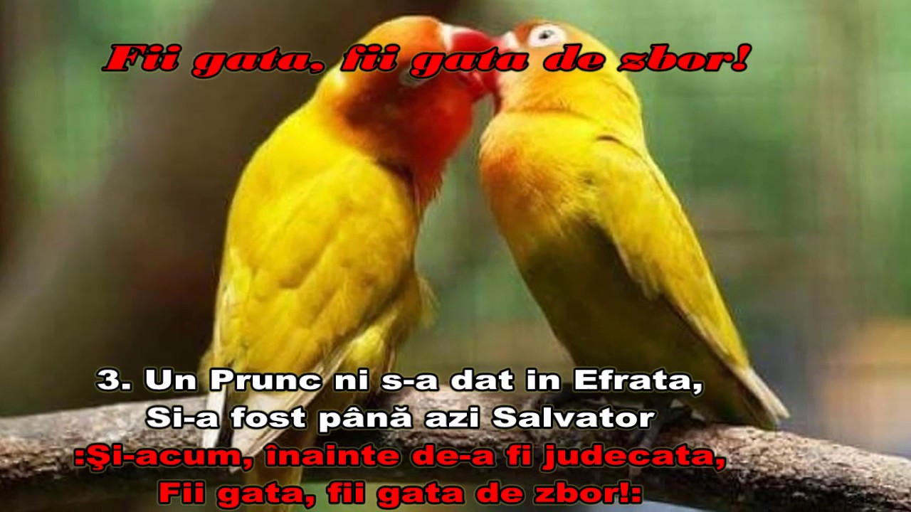 42 Fii gata, fii gata de zbor - Gheorghe CIOBAN Seniori