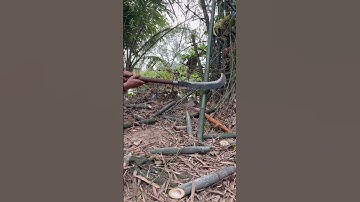 Tôi làm con dao quắm phát rẫy bằng thép lưỡi khay Nhật chặt cây tre như chặt chuối vậy