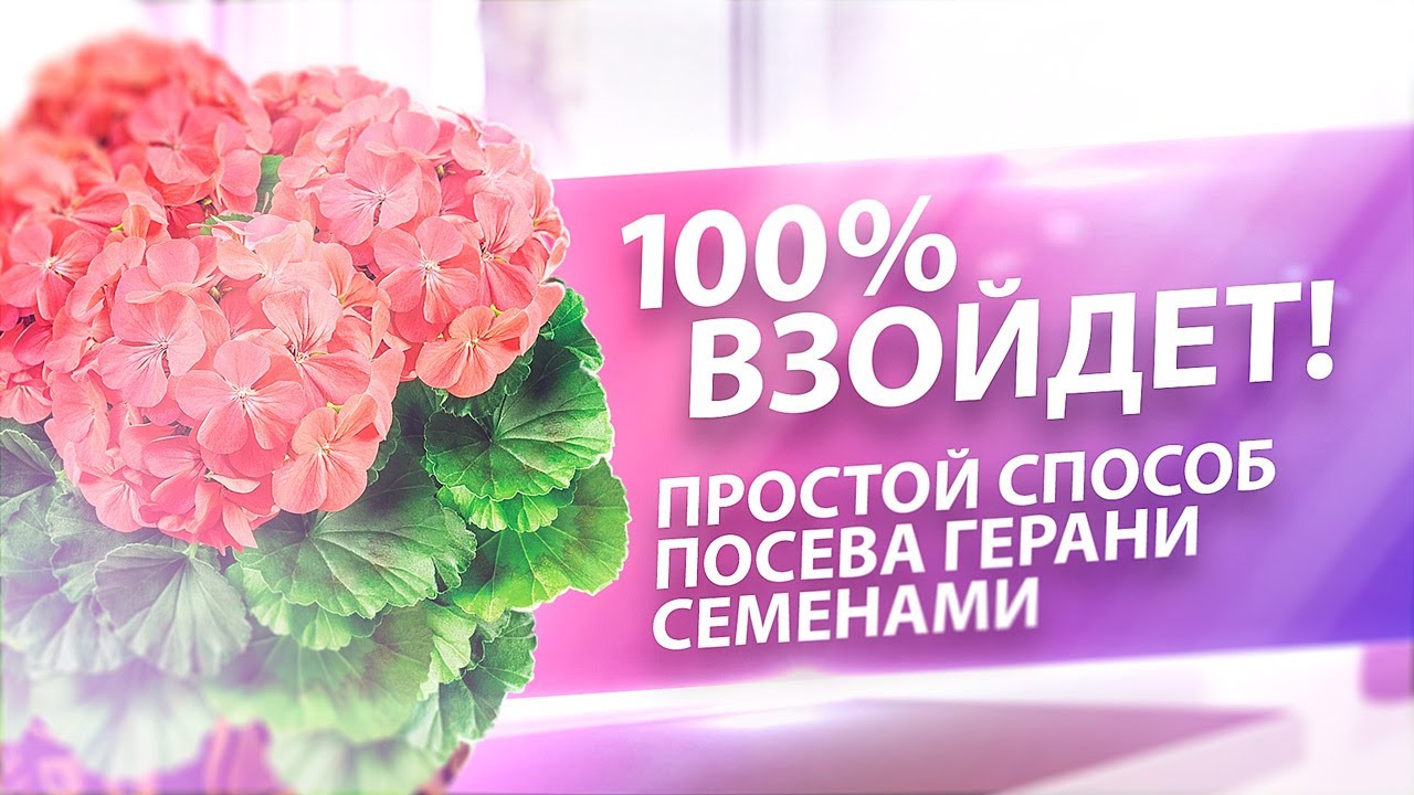 100 % ВЗОЙДЕТ! СДЕЛАЙТЕ ТАК И ПОЛУЧИТЕ ПЫШНОЕ ЦВЕТЕНИЕ ГЕРАНИ ПЕЛАРГОНИИ