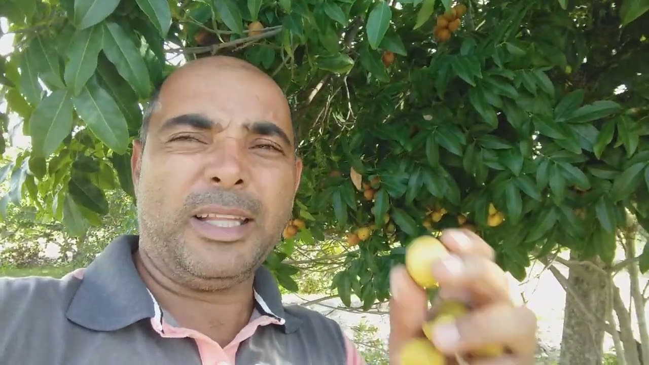 o pé de pitomba! esta cheio😋😋canal ninim do sertão.