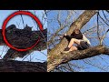 Move Over Cat! Teen Gets Stuck in Tree