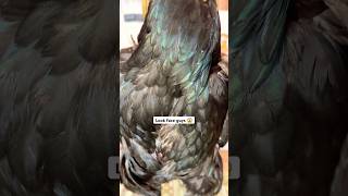 Face Look Very Dengrues