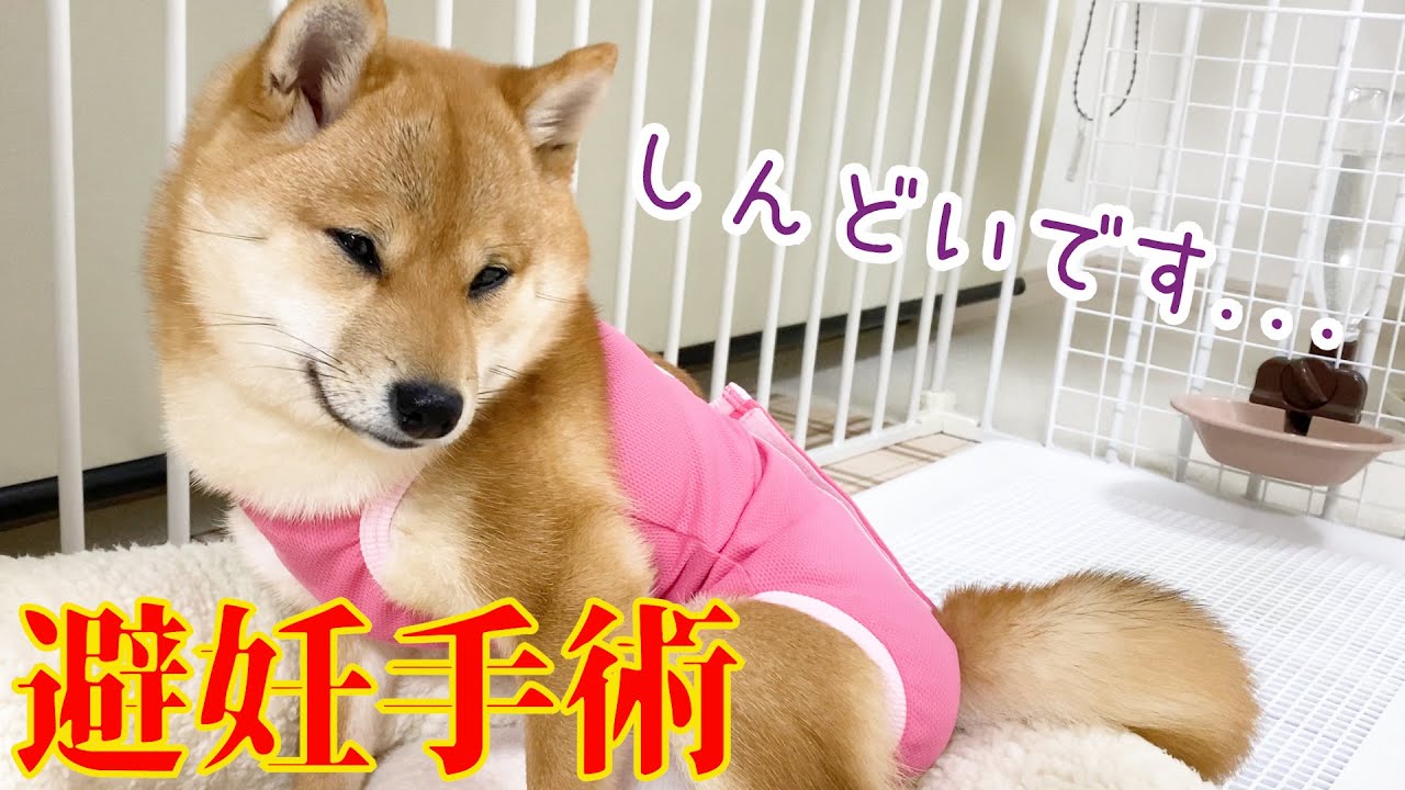 震えながらも日帰り避妊手術を終えた5ヶ月の豆柴子犬