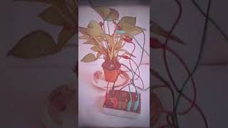 Flowerfield plant drone