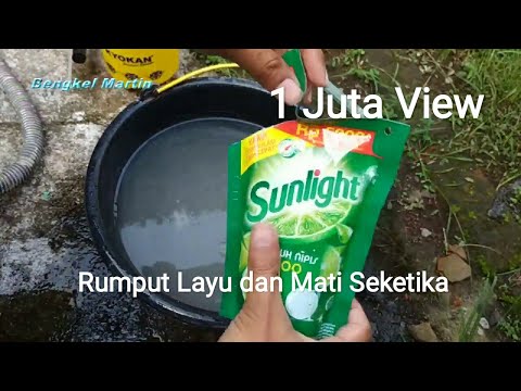 Video: Apa yang boleh anda semburkan pada semanggi untuk membunuh rumpai?