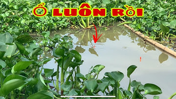 Câu Cá Tra Sông - Gặp Ổ Thả Mồi Giật Cá Liên Tục | Fishing - Miền Tây