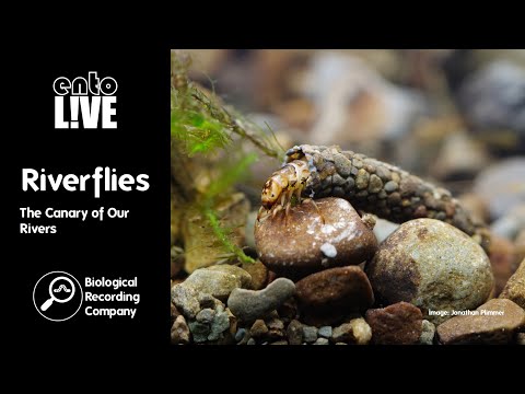 Video: Mayfly larva: nws zoo li cas, nws noj dab tsi?