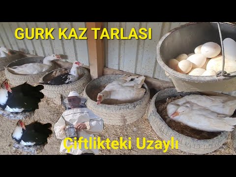 YUMURTA TARLASI ve GURK KAZLAR!(KOVA KOVA KAZ YUMURTASI TOPLAMA)#arısaldırısı #yalancıgurkkazlar