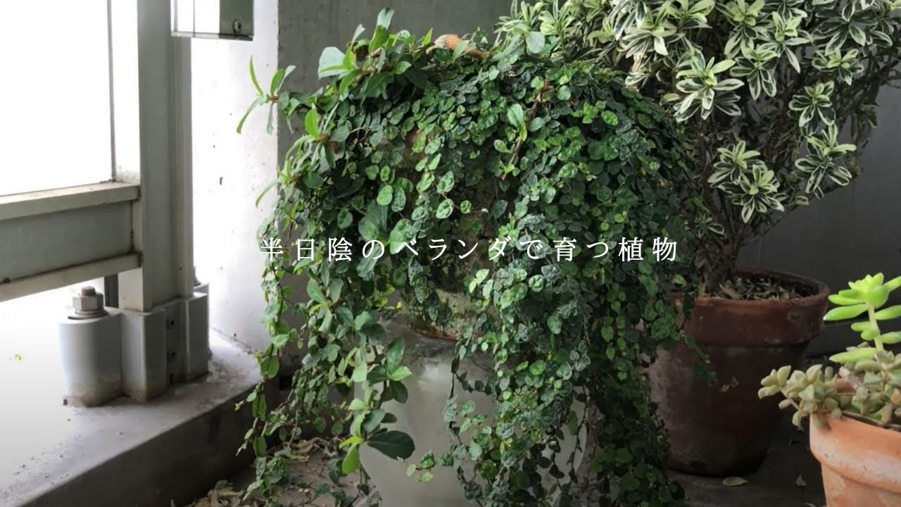 日陰でも育つ屋外のおすすめ植物 観葉植物ブログ緑組 植物の育て方