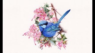 Splendid Wren and Grevillea in Watercolour