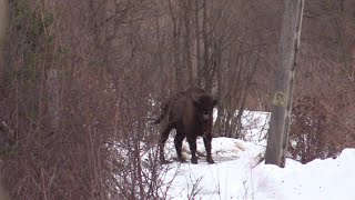 Poloniny Zubor / EUROPEAN BISON