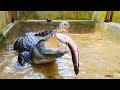 Nơi ở mới của cá sấu, cho cá sấu ăn (Phần 2) | Crocodile’ new home, feeding crocodile (part 2)