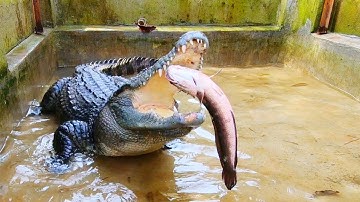 Nơi ở mới của cá sấu, cho cá sấu ăn (Phần 2) | Crocodile’ new home, feeding crocodile (part 2)