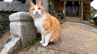 感動猫動画 Youtube