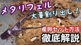 メタリフェルの産卵セット方法を徹底解説&大量割出ししてみた【クワガタ飼育】