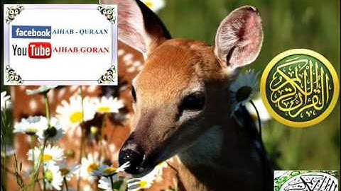 109 - سورة الكافرون - إبراهيم الجبرين