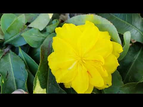 Video 25/7 gl cây mai dáng long cúc zin báo giá trên clip(... - youtube