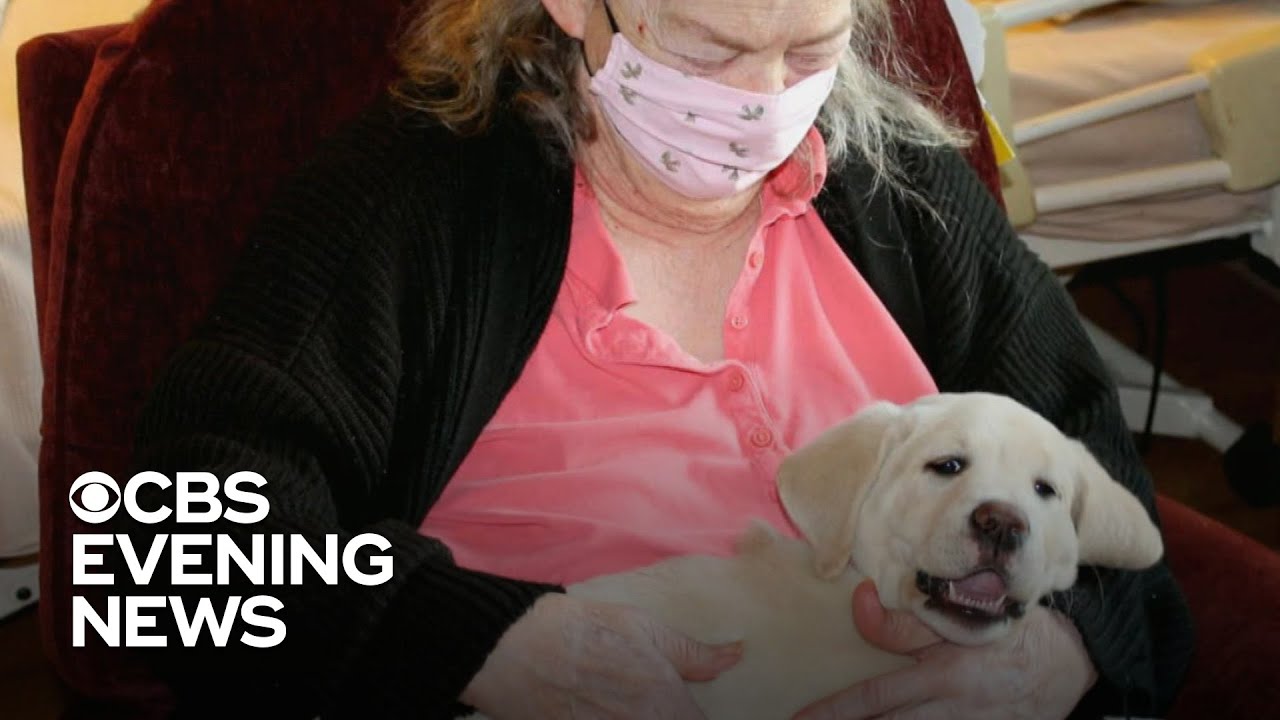 Nursing home eases residents' loneliness with weekly puppy visits
