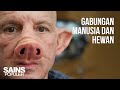 5 Manusia Campuran Hasil Rekayasa Genetika (Chimera), Dari Manusia Babi Hingga Manusia Monyet