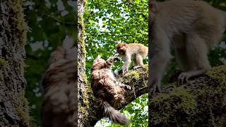 बंदर और बिल्ली की मस्ती🐈⬛ #youtubeshorts #animals #viralvideo #cat #funny #shortvideo #monkey