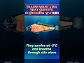 Transparent Fish That Survive in Freezing Waters! #scarystories #terrifyingtales