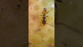 An ant herding soft brown scale on young grapefruit screenshot 1