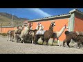 LA LLAMA, EL TRANSPORTE ANCESTRAL DE LOS INCAS