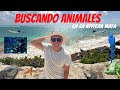 Buscamos ANIMALES increíbles en la RIVIERA MAYA 🏝️