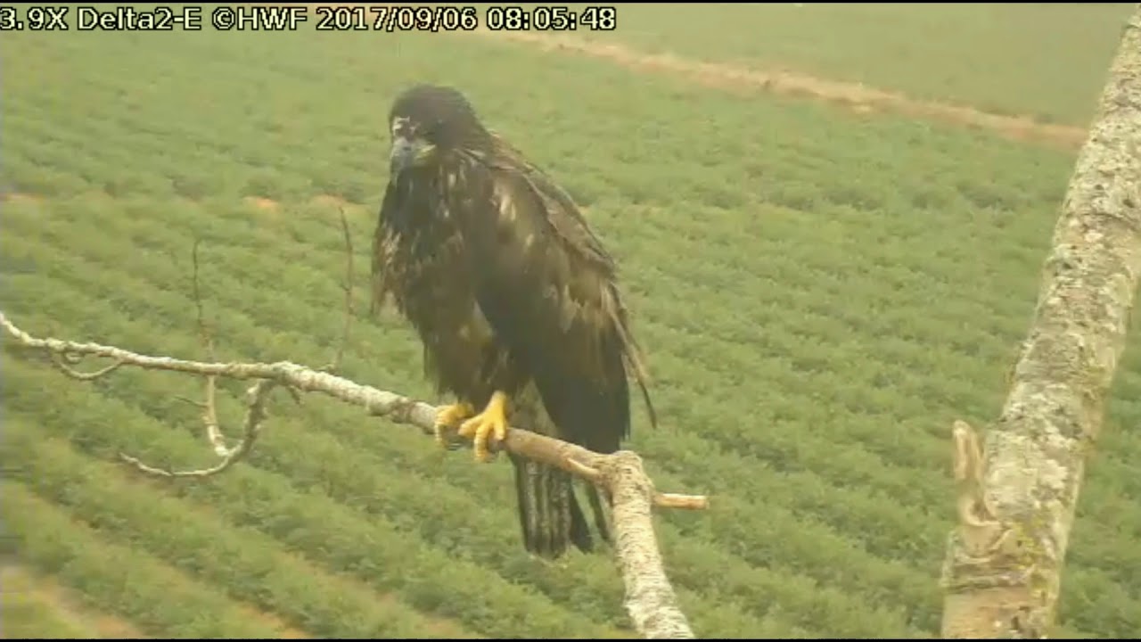 bald eagles in wisconsin Delta 2 EAST 8:00am 06 Sept 2017 banded first year juvenile visit