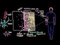 Khan Academy - Stem Cells