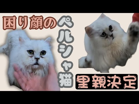 繁殖場からレスキューのペルシャ猫おっとり困り顔で里親決定（保護猫カフェ猫の木）十三駅 Persian cat rescued from breeding farm decided to adopt
